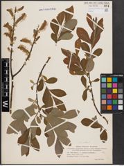 Foto von Salix cinerea L.